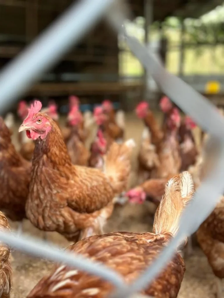 Chicken