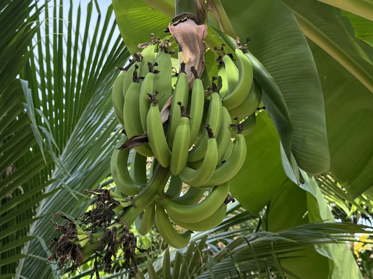 Bio-Garten · Swiss Baan Chiang
